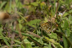 David Plant Photography - Wildlife Photography - Silver spotted skipper - B